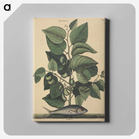 2-10_Mark-Catesby_canvas