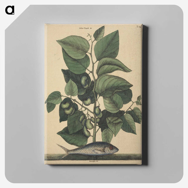 2-10_Mark-Catesby_canvas