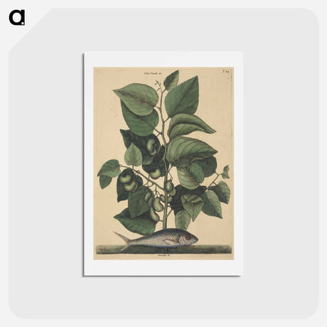 アートポストカード-The Pilchard
 - マーク ケイツビー Postcard.