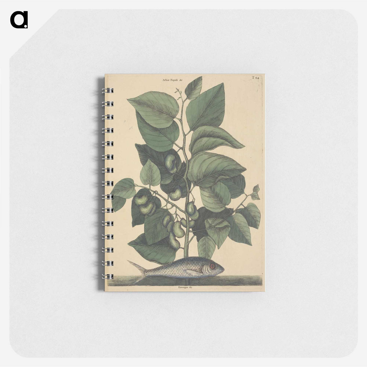 2-10_Mark-Catesby_memo