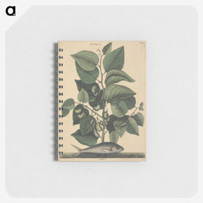 2-10_Mark-Catesby_memo