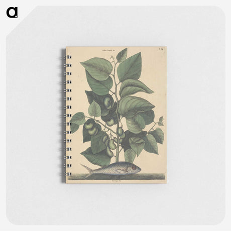2-10_Mark-Catesby_memo