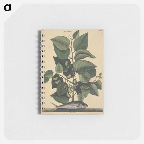 アートメモ帳-The Pilchard
 - マーク ケイツビー Memo.