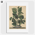 2-10_Mark-Catesby_picture