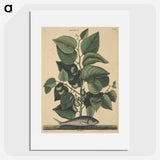 2-10_Mark-Catesby_picture
