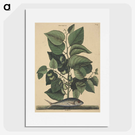 2-10_Mark-Catesby_picture