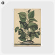 2-10_Mark-Catesby_postcard