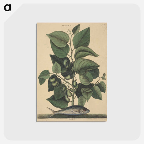 アートポストカード-The Pilchard
 - マーク ケイツビー Postcard.