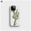 2-10_Mary-Vaux-Walcott_phone