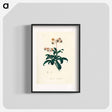 アートポスター-Lyrola umbellata
 - 薬用植物学 Poster.