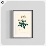 アートポスター-Lyrola umbellata
 - 薬用植物学 Poster.
