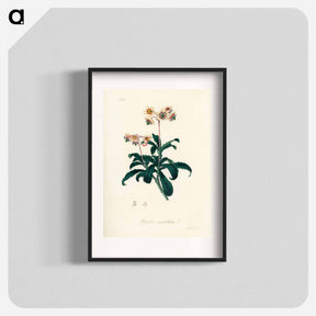 アートポスター-Lyrola umbellata
 - 薬用植物学 Poster.