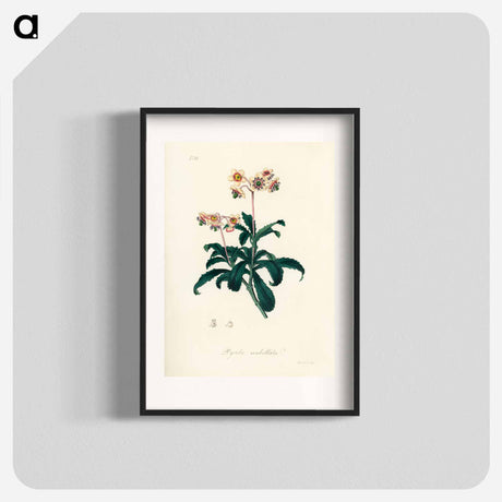 アートポスター-Lyrola umbellata
 - 薬用植物学 Poster.