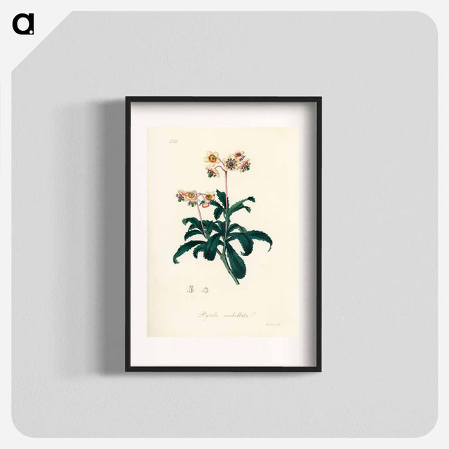 アートポスター-Lyrola umbellata
 - 薬用植物学 Poster.