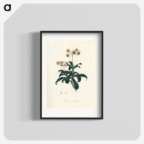 2-10_Medical-Botany_blk