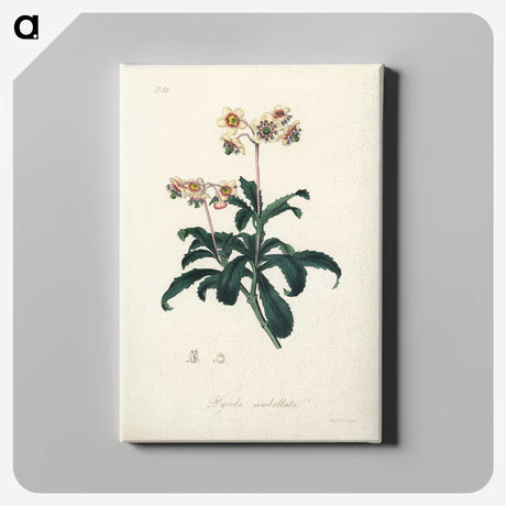 2-10_Medical-Botany_canvas