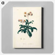 アートパネル-Lyrola umbellata
 - 薬用植物学 Canvas.