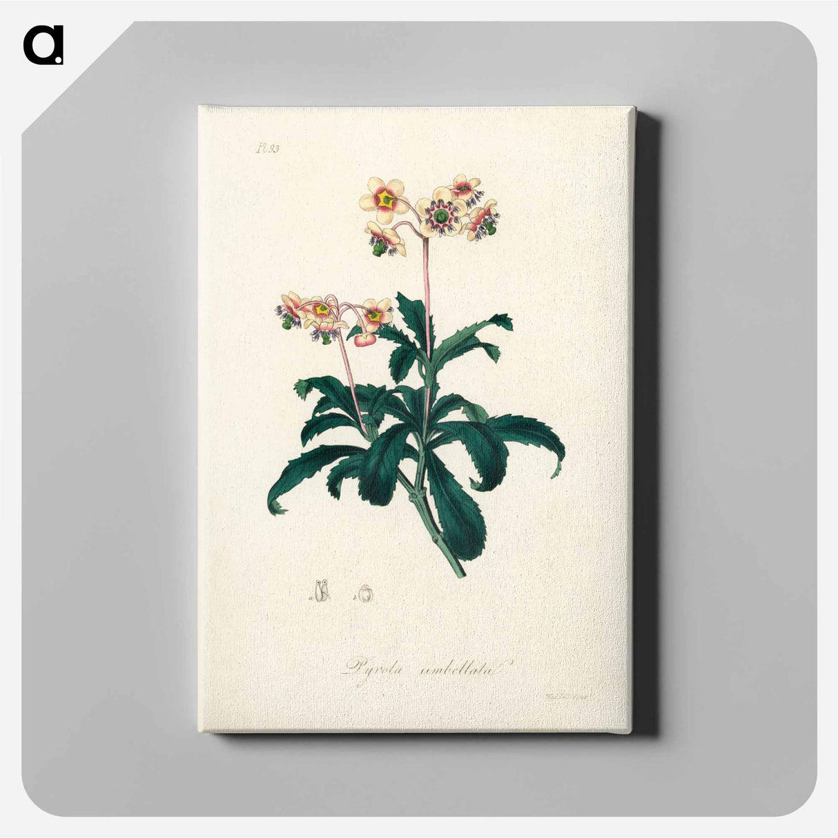 アートパネル-Lyrola umbellata
 - 薬用植物学 Canvas.