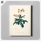 アートパネル-Lyrola umbellata
 - 薬用植物学 Canvas.