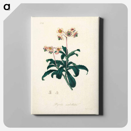 アートパネル-Lyrola umbellata
 - 薬用植物学 Canvas.
