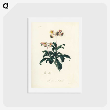 2-10_Medical-Botany_hagaki