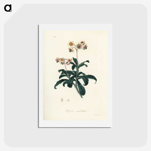 傘形リョーラ - 薬用植物学 Postcard.