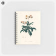 アートメモ帳-Lyrola umbellata
 - 薬用植物学 Memo.