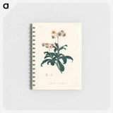 アートメモ帳-Lyrola umbellata
 - 薬用植物学 Memo.