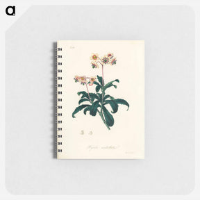 アートメモ帳-Lyrola umbellata
 - 薬用植物学 Memo.