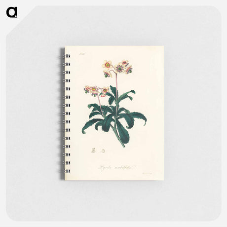 アートメモ帳-Lyrola umbellata
 - 薬用植物学 Memo.