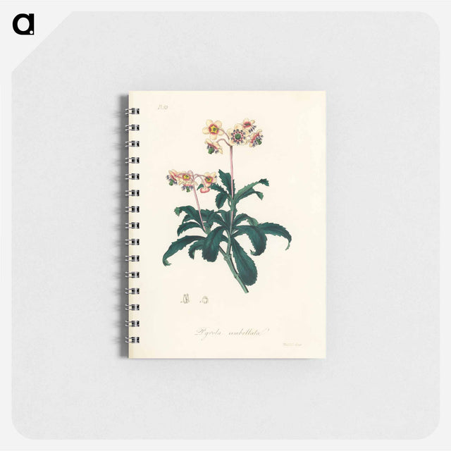 アートメモ帳-Lyrola umbellata
 - 薬用植物学 Memo.