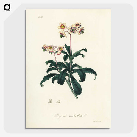 2-10_Medical-Botany_picture-crop