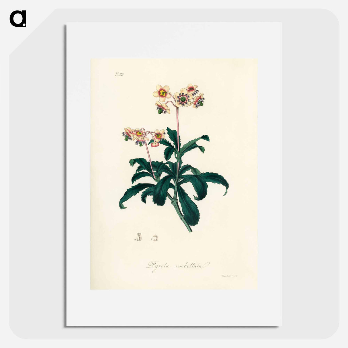 アートポスター-Lyrola umbellata
 - 薬用植物学 Poster.