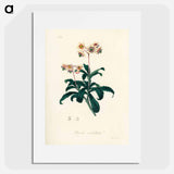 アートポスター-Lyrola umbellata
 - 薬用植物学 Poster.