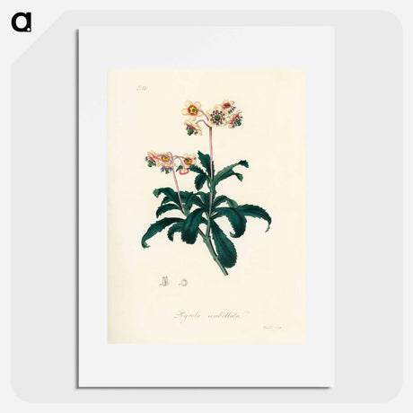アートポスター-Lyrola umbellata
 - 薬用植物学 Poster.