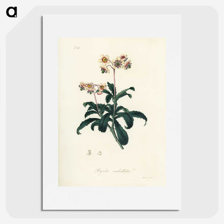 2-10_Medical-Botany_picture