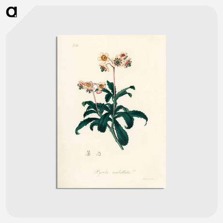 アートポストカード-Lyrola umbellata
 - 薬用植物学 Postcard.