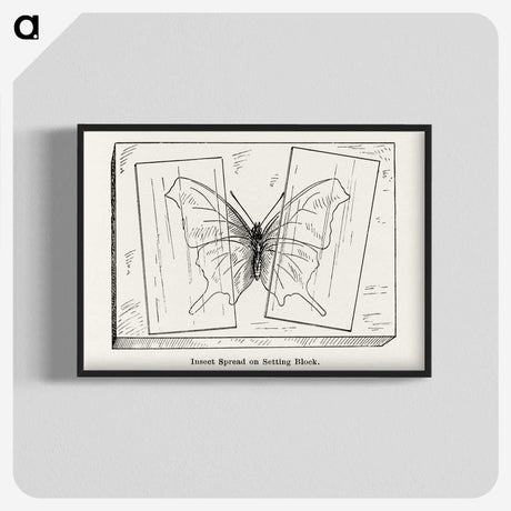 2-10_Moths-and-Butterflies-of-the-United-States_blk-crop