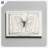 2-10_Moths-and-Butterflies-of-the-United-States_canvas