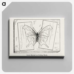 2-10_Moths-and-Butterflies-of-the-United-States_canvas