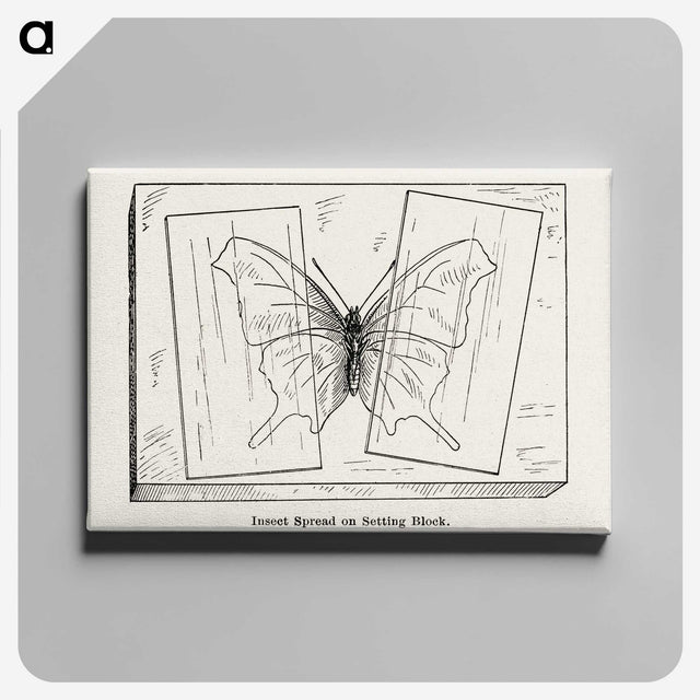 2-10_Moths-and-Butterflies-of-the-United-States_canvas