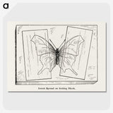2-10_Moths-and-Butterflies-of-the-United-States_picture-crop