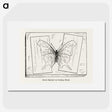 2-10_Moths-and-Butterflies-of-the-United-States_picture