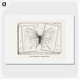 2-10_Moths-and-Butterflies-of-the-United-States_picture
