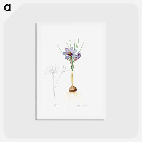 アートポストカード-Crocus Sativus - ピエール ジョゼフ ルドゥーテ Postcard.