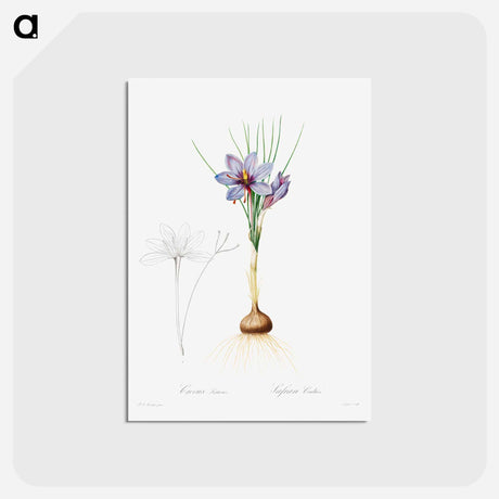 アートポストカード-Crocus Sativus - ピエール ジョゼフ ルドゥーテ Postcard.
