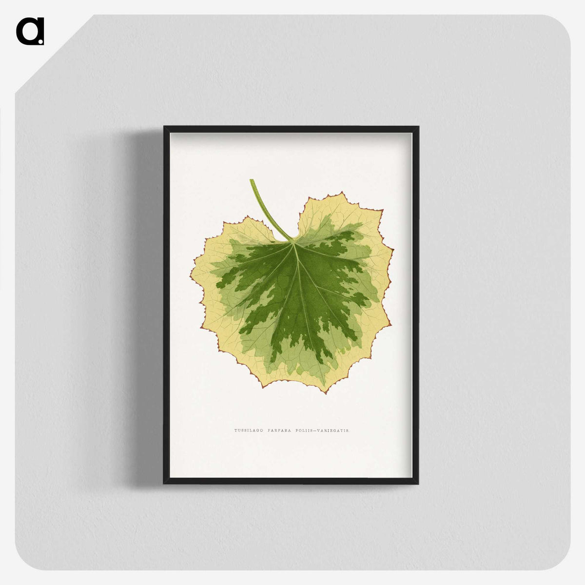 2-10_Plants-with-Colored-Foliage_blk-crop
