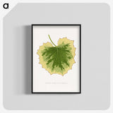 2-10_Plants-with-Colored-Foliage_blk-crop