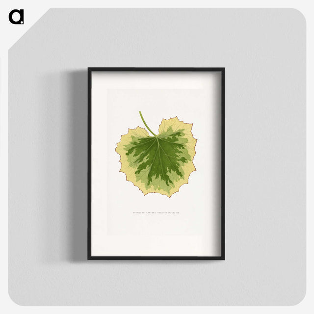 2-10_Plants-with-Colored-Foliage_blk