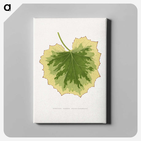 2-10_Plants-with-Colored-Foliage_canvas